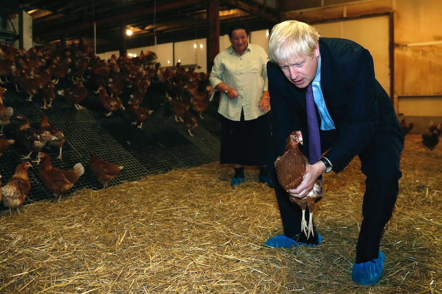 Boris Johnson crouches over holding a chicken during a visit to a chicken farm in Wales.