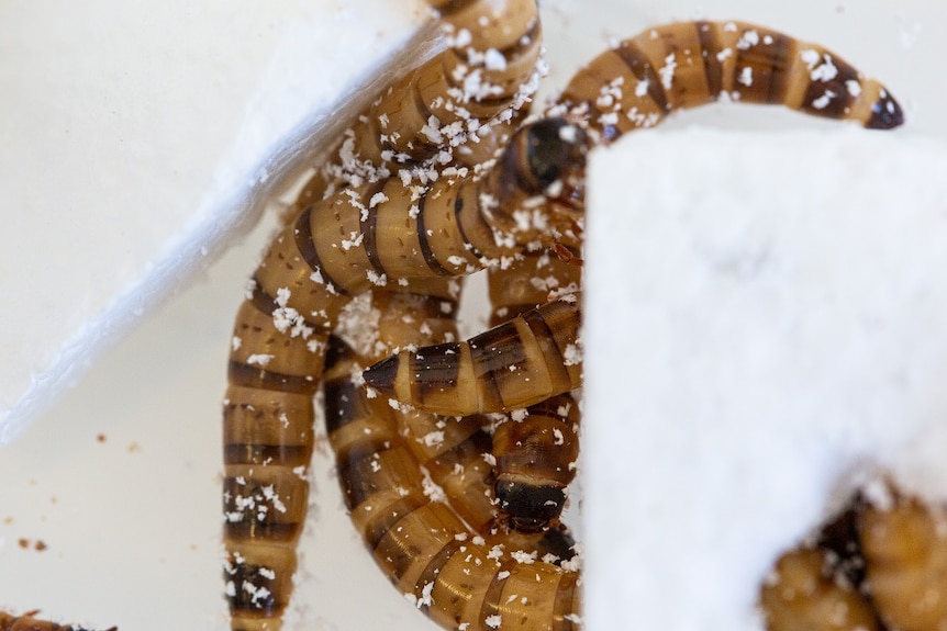 Polystyrene-eating superworm - the common Zophobas morio.