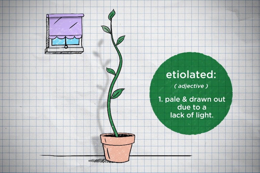 An illustration of a plant with a long stem, and a circle with the words etoilated, plate and drawn out due to lack of light 