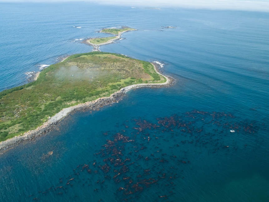 Aerial image of small iland surrounded by calm ocean. Seaweed dots the oceans on one side of the islad