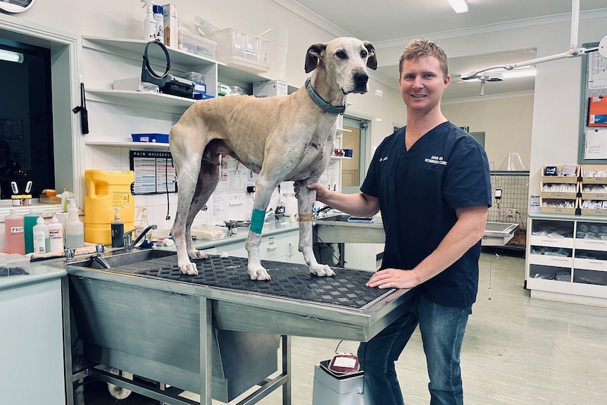 A large dog on a treatment table next to a vet drawing blood.