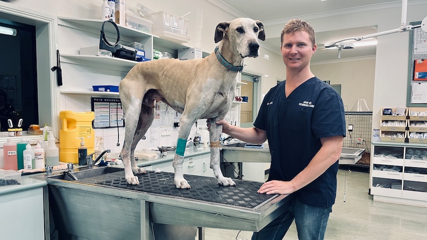 A large dog on a treatment table next to a vet drawing blood.