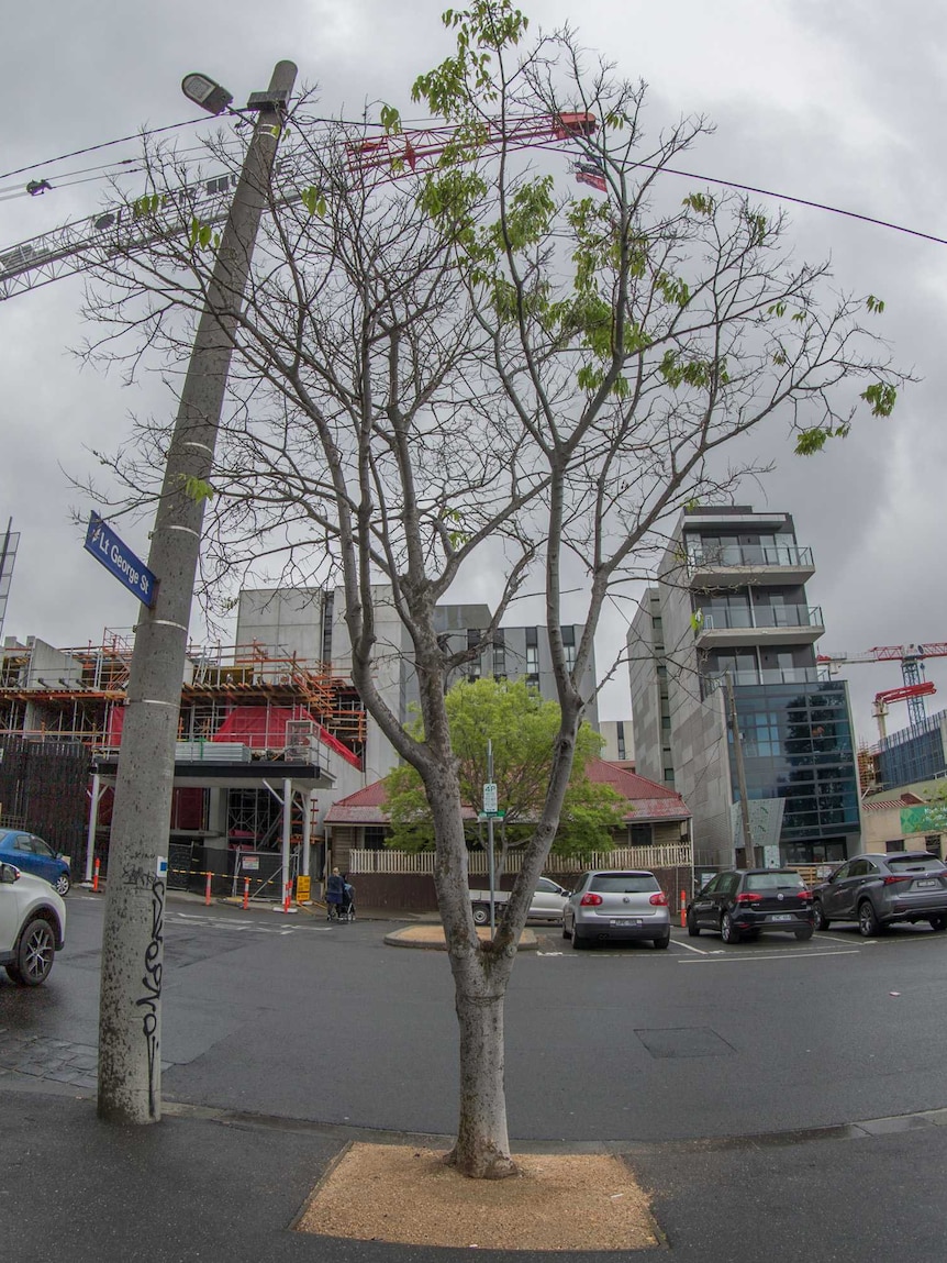 A tree grows in a concrete jungle alongside a construction site and on-street parking.