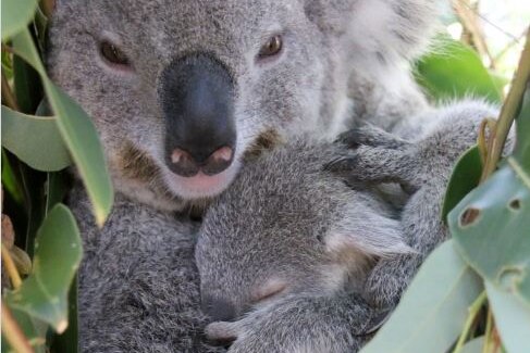Sydney's joey huddles against his mother