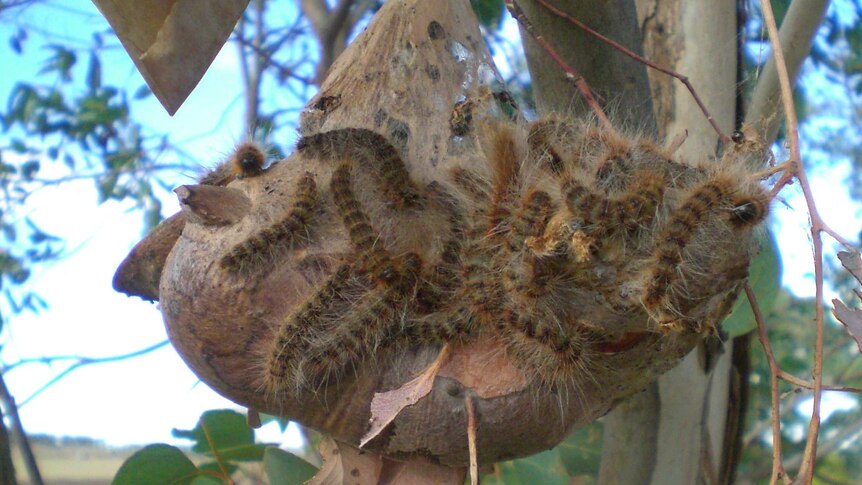 A group of hairy processionary caterpillars on a knob of a tree