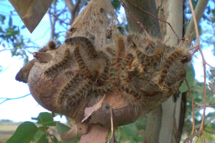 A group of hairy processionary caterpillars on a knob of a tree