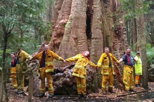 The "big tree" near Stanley