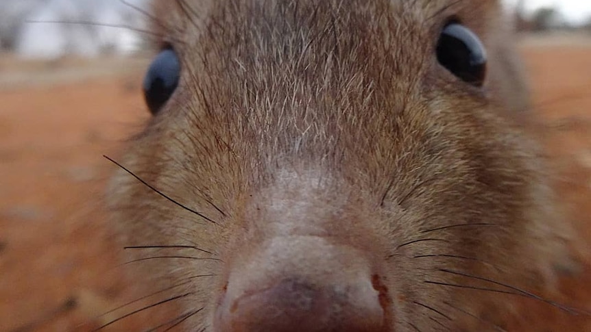 A bettong gets up close and personal with a camera.