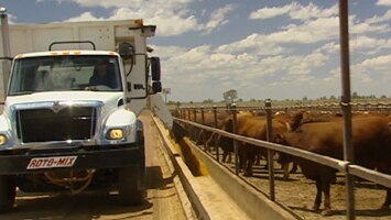 High cattle prices have contributed to the rise in property prices. [File photo]