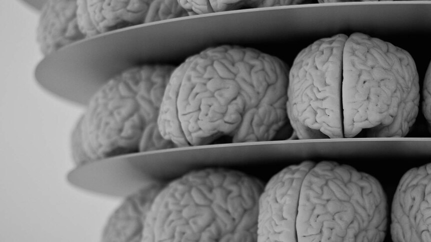 Brains on display
