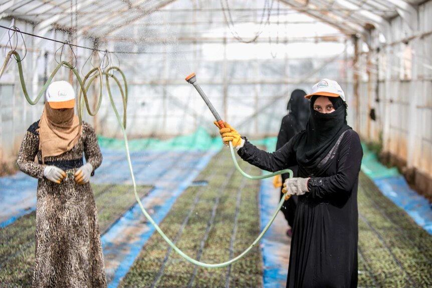 Shoua in greenhouse