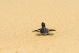 A turtle in the sand on Raine Island