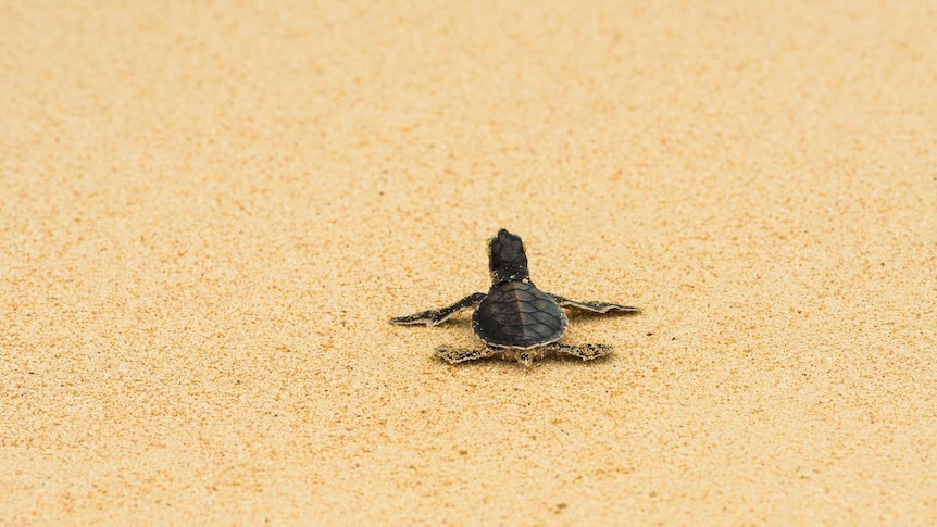 A turtle in the sand on Raine Island