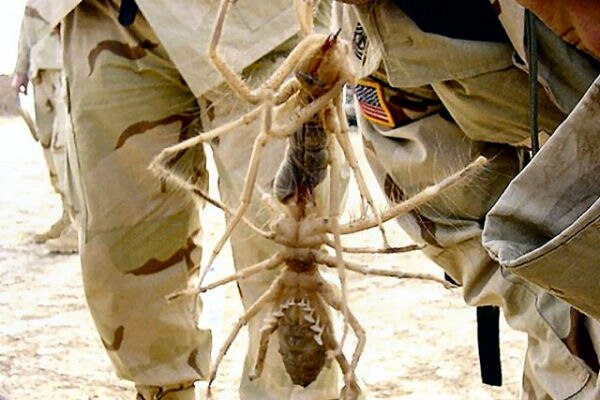 A giant camel spider