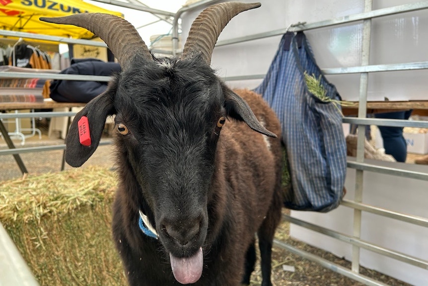 A black goat with horns and an id tag in its ear stands in a pen.