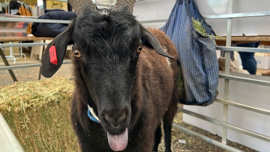 A close up image of a brown goat poking out its tongue
