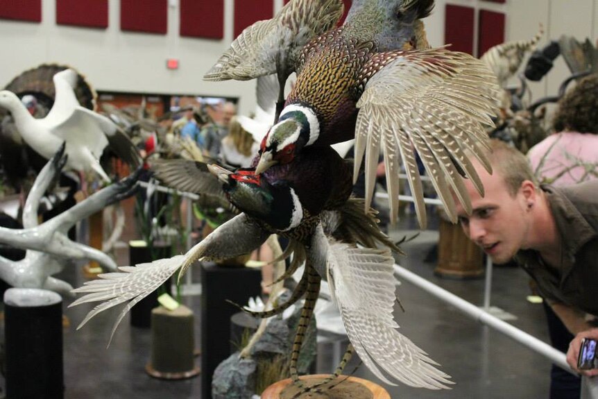 A taxidermy piece showing a mid-air fight between two ring-necked pheasants