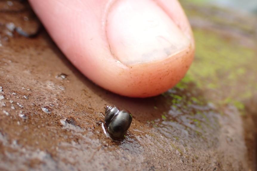 a tiny black snail with finger for comparison 