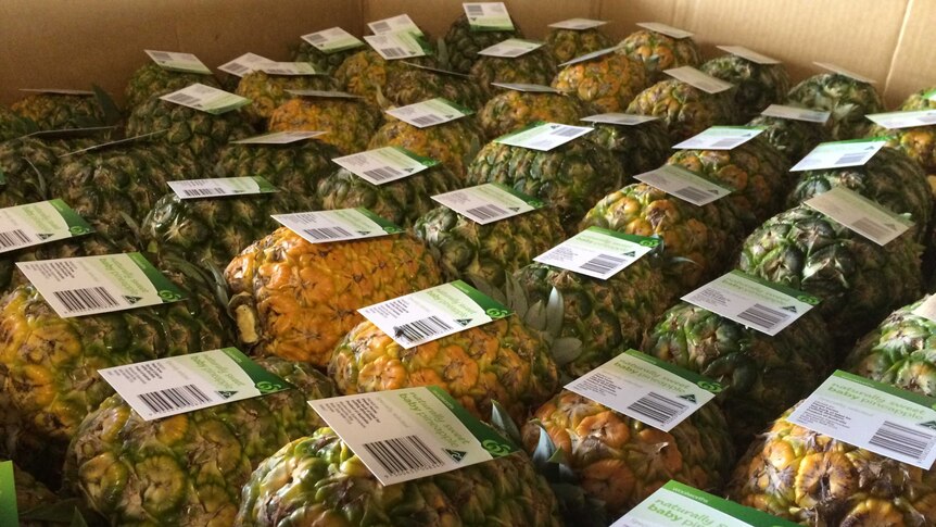 Northern Territory pineapples