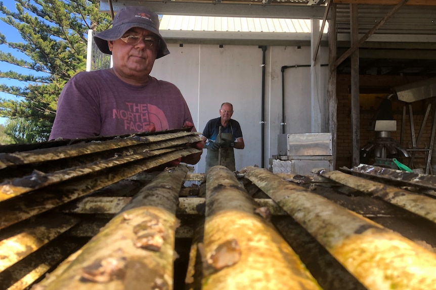 Worker moving oyster slats