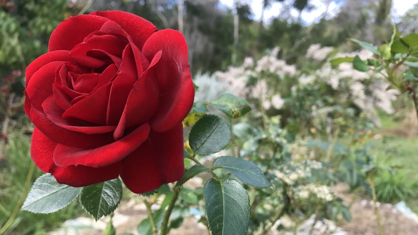 A close-up of a gorgeous bright red rose with the garden in the background.