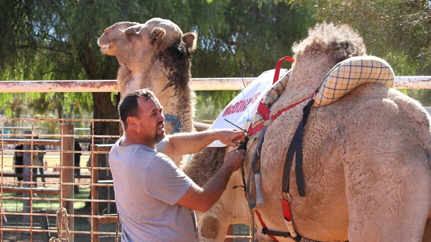 Image of Alice Springs cameleer Dennis Orr saddling up a camel