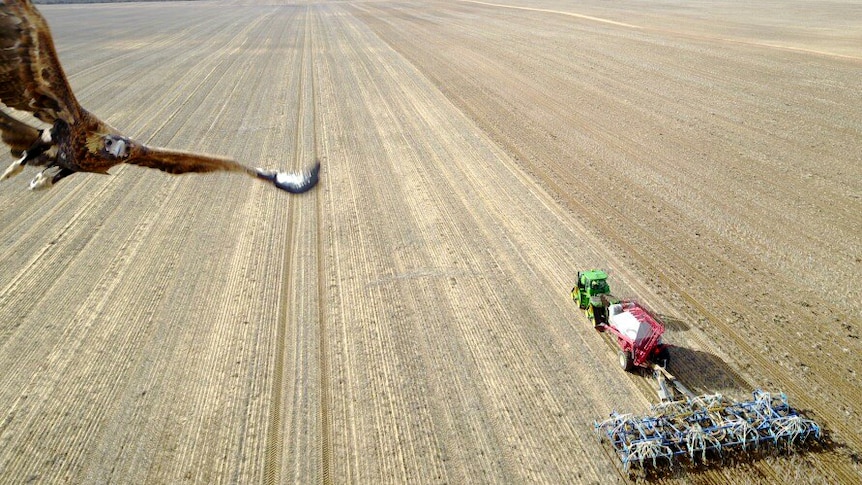 Eagle swoops on drone over WA wheat farm