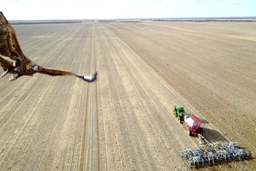 Eagle swoops on drone over WA wheat farm