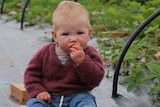 A baby eats a strawberry sitting in a garden.