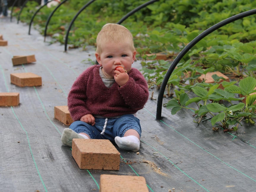 A baby eats a strawberry sitting in a garden.