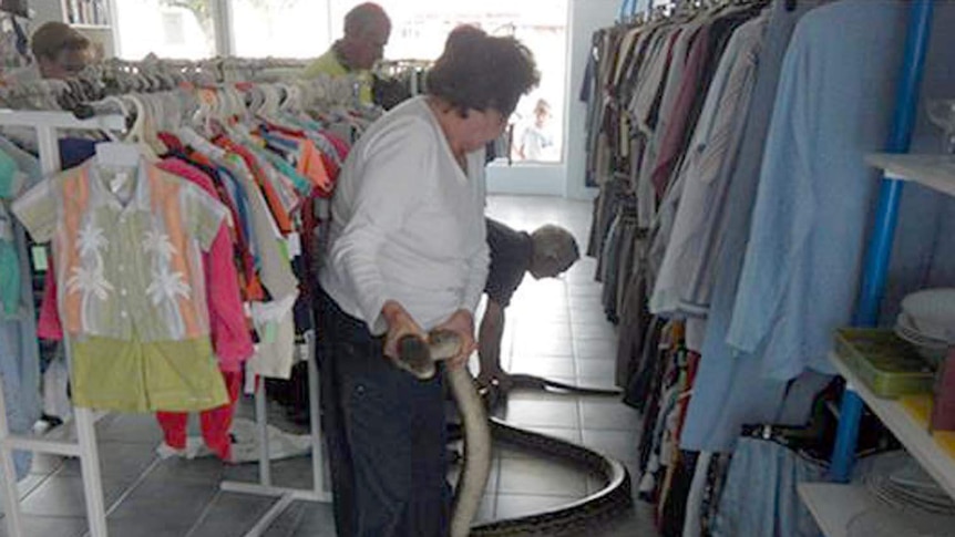 Staff remove a 5-7 metre python from a St Vincent de Paul store in Ingham