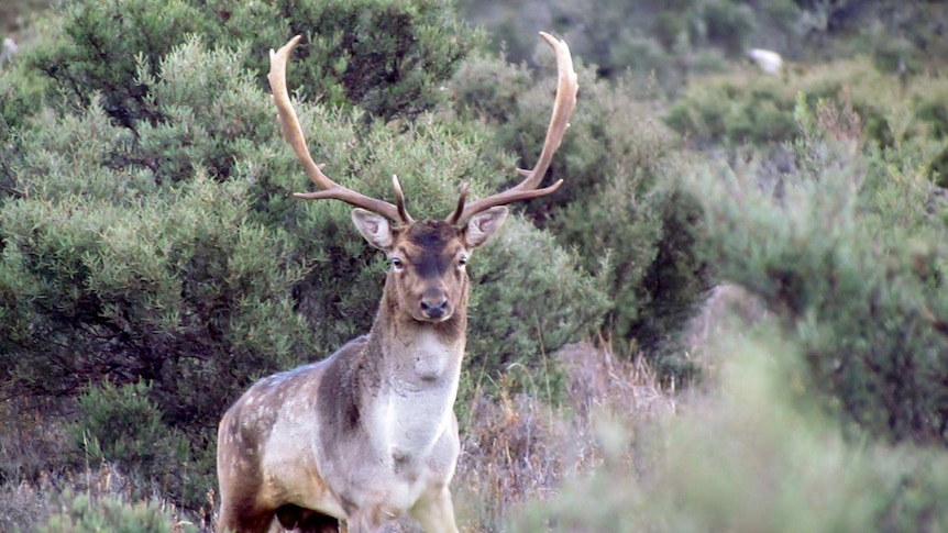 Fallow deer in Tasmania Guy Ellis photo.