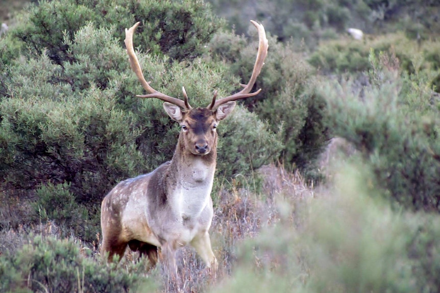 Fallow deer in Tasmania Guy Ellis photo.