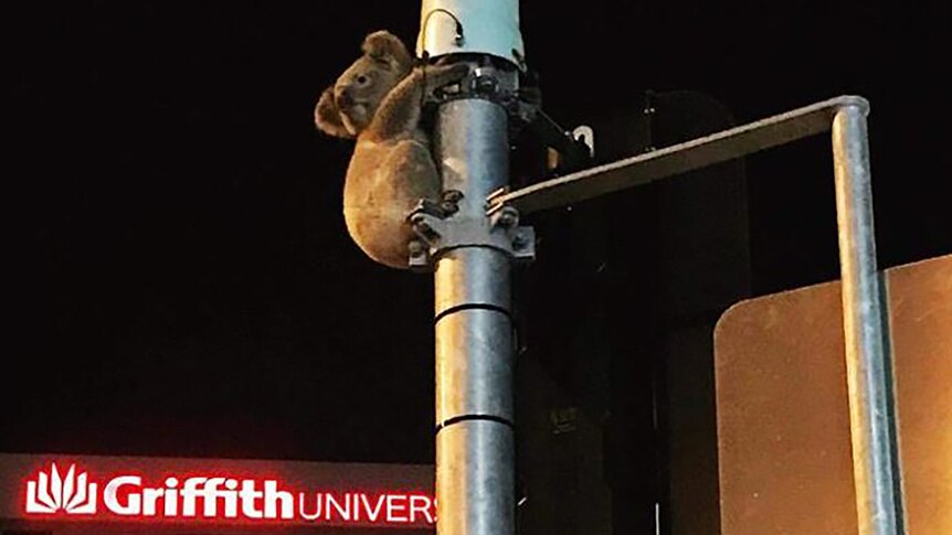 A koala gets stuck up a traffic pole outside Griffith University on the Gold Coast