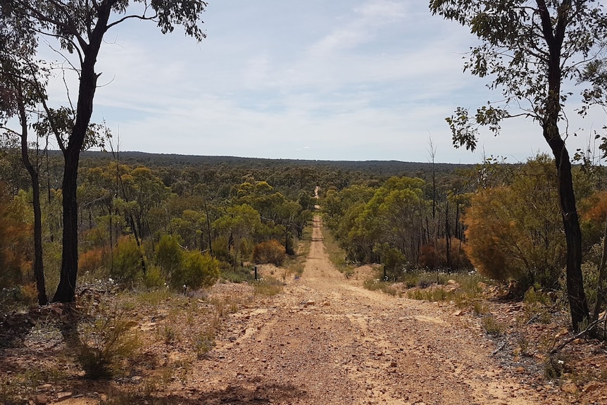 A dirt track surrounded by bushland.