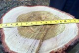 Tape measure being used to measure the heartwood of an Indian sandalwood tree.