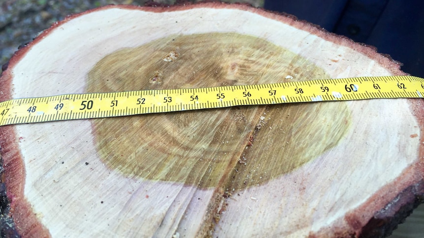 Tape measure being used to measure the heartwood of an Indian sandalwood tree.