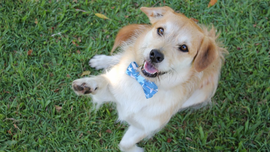 A terrier type dog wearing a blue bowtie sits on grass with one paw in the air