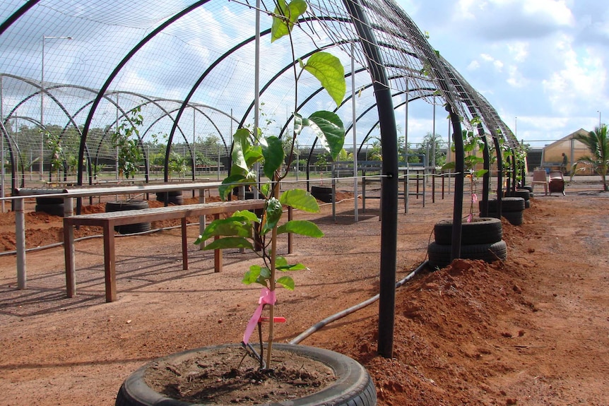 Grafted passionfruit are grown in tyres at the Darwin Correctional Facility.