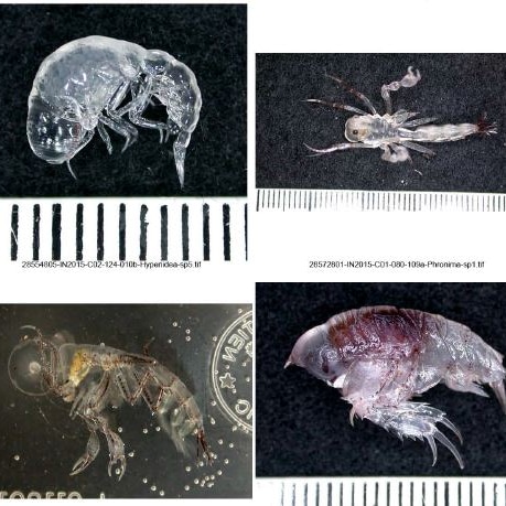 4 transluscent crustaceans are displayed next to measuring tape in a grid.