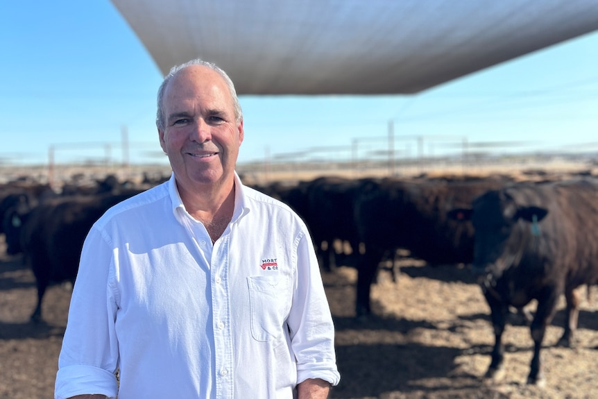 A middle-aged balding man in a white shirt smiles as he stands in front of a group of dark brown cows.
