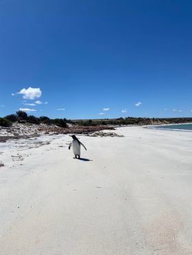 Penguin on sandy white beach ith bush on sandhills in background, bay water on right.