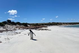 Penguin on sandy white beach ith bush on sandhills in background, bay water on right.