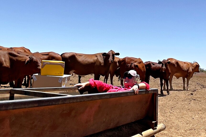 woman lies down in cattle trough with cows behind her