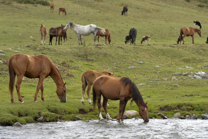Horses graze and drink from a stream in a mountain pasture