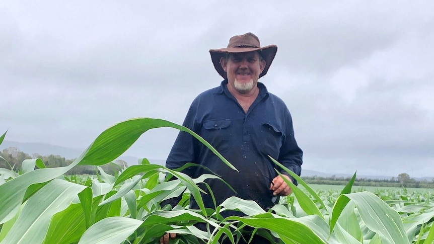 A farmer stands in his young corn crop with plants around one metre high, with large green stalks in the forefront.