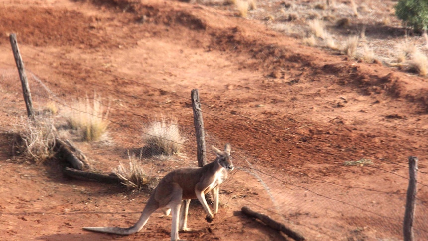 Red kangaroo