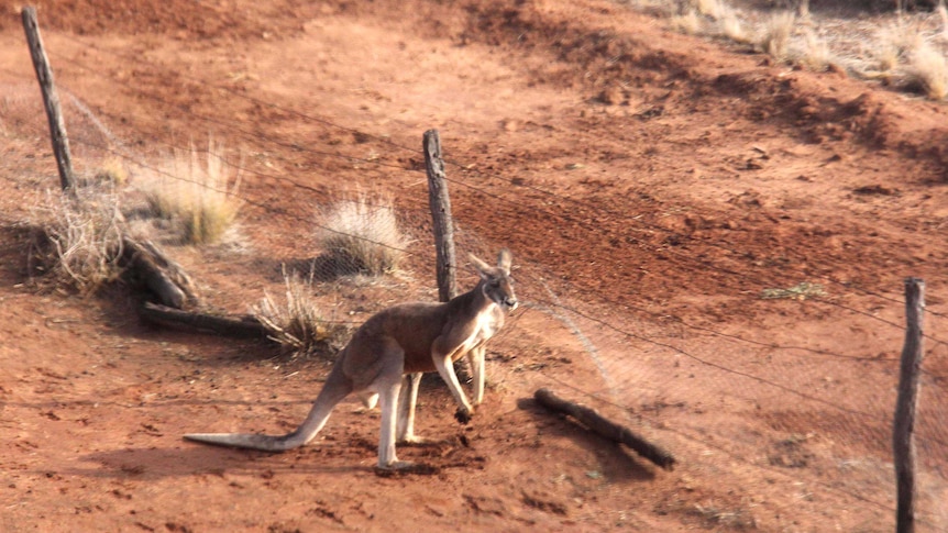 A red kangaroo sits next to a paddock fenceline.