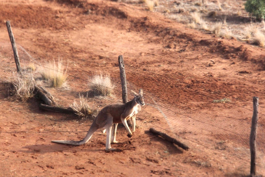 A red kangaroo sits next to a paddock fenceline.
