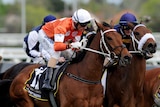 Melbourne Cup contender Who Shot Thebarman